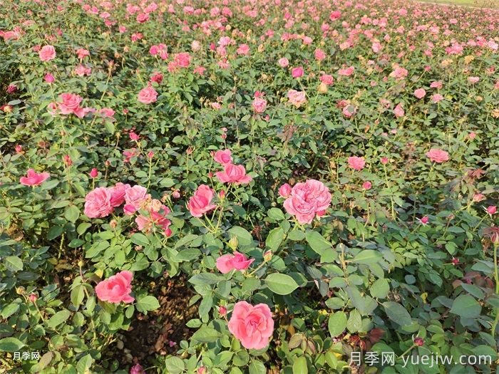 新手適合養(yǎng)大花月季還是豐花月季？(圖2)