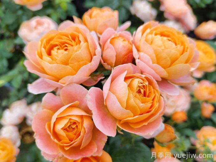新手不會(huì)養(yǎng)月季？5個(gè)月季超級好看又好養(yǎng)(圖1)
