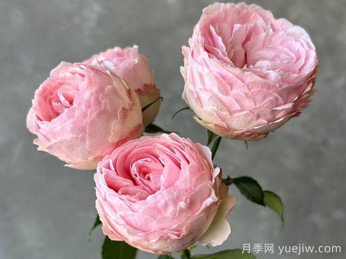 安利9款月季花，被花友吹爆(圖1)