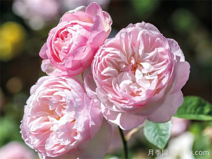 安利9款月季花，被花友吹爆(圖4)