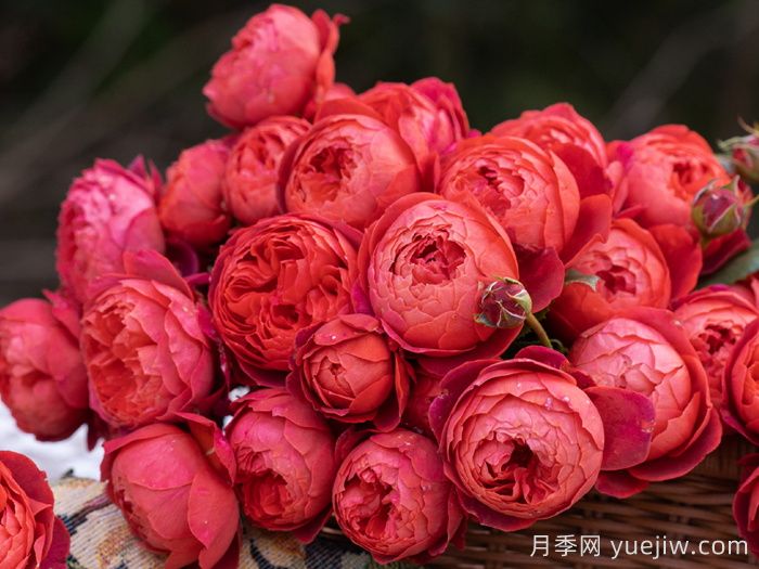 一平方陽臺如何實現(xiàn)月季自由，推薦5款天狼月季(圖4)