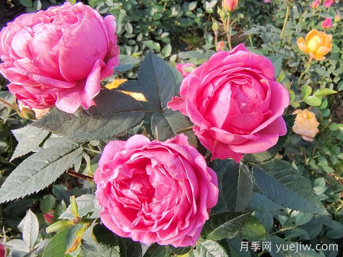 夏天月季養(yǎng)護(hù)要點(diǎn)，輕松應(yīng)對(duì)高溫花期不減(圖1)