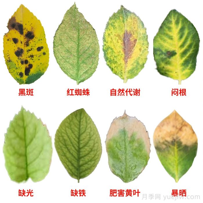 月季葉子發(fā)黃什么原因？會不會影響它正常生長？(圖1)