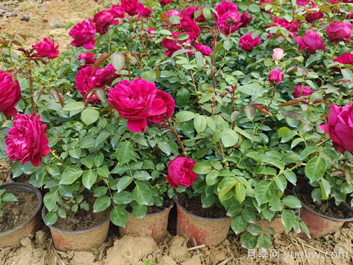 月季花秋季可以換盆嗎？秋天買回的月季如何換盆？(圖1)