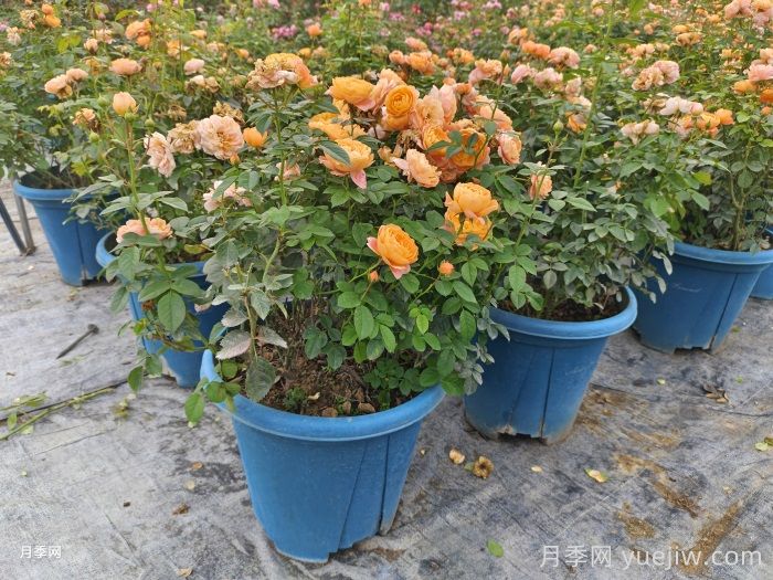 月季花秋季換盆注意事項(圖1)