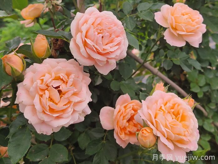 月季葉子發(fā)黃啥原因？會(huì)不會(huì)影響它正常生長？(圖1)