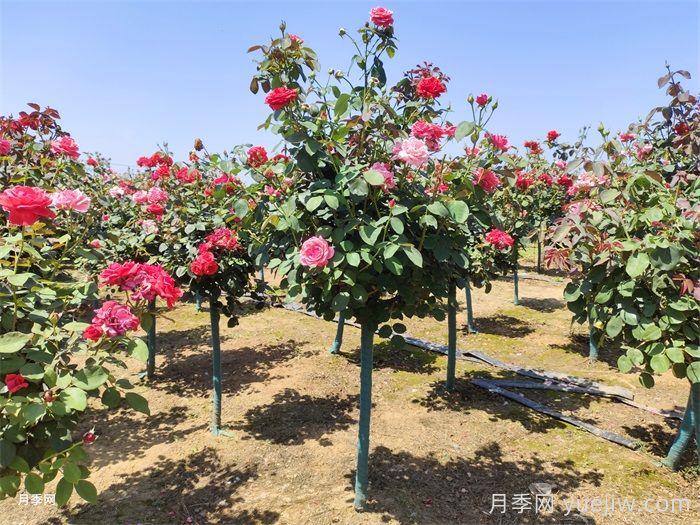 月季網(wǎng)綠化月季苗采購經(jīng)驗分享(圖2)
