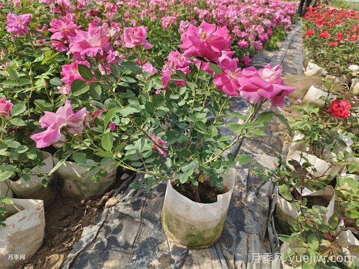 光桿月季先別扔！這樣養(yǎng)護還能爆花！(圖1)
