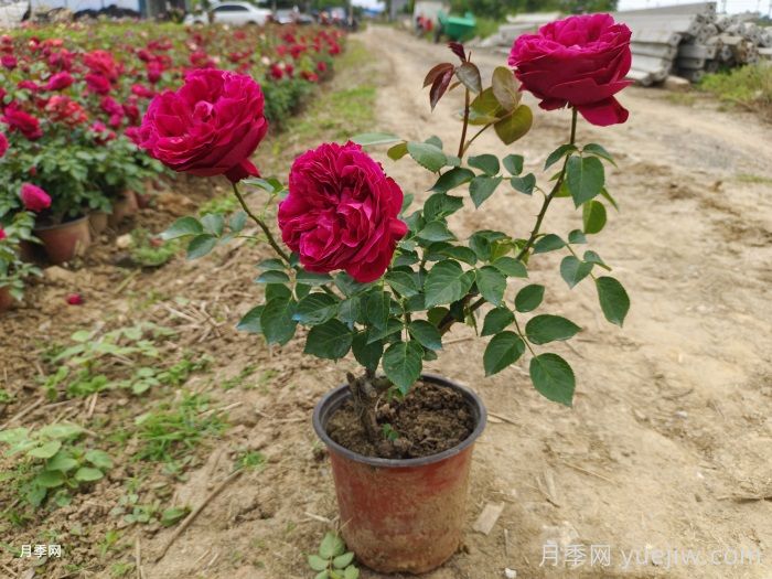光桿月季先別扔！這樣養(yǎng)護還能爆花！(圖3)