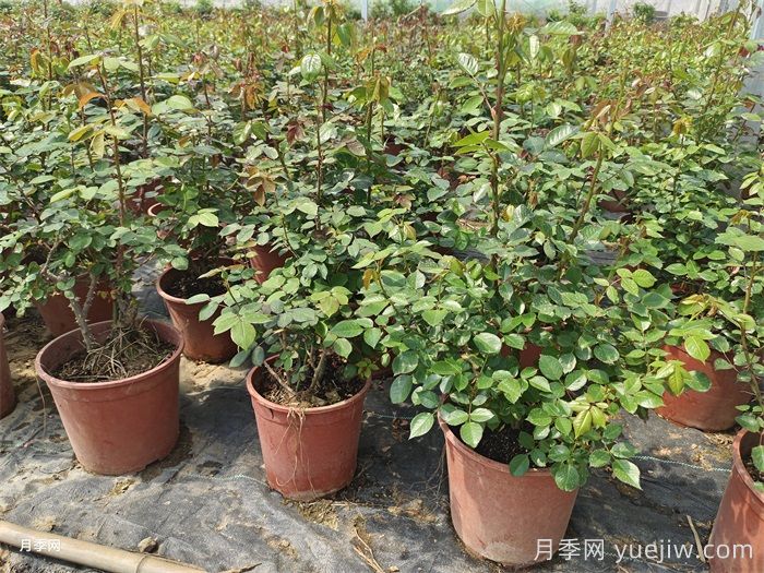 夏天月季光桿什么問題？光桿原因和養(yǎng)護(hù)措施(圖2)