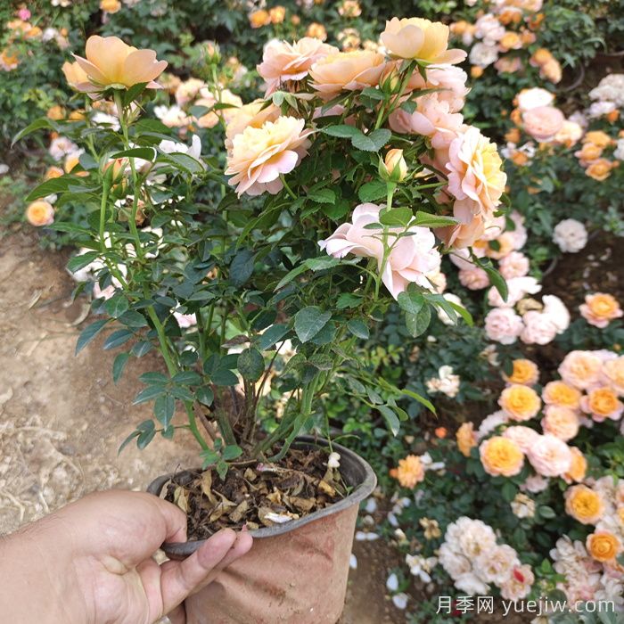 買到激素月季了不要慌，教你月季苗復(fù)壯爆花(圖1)