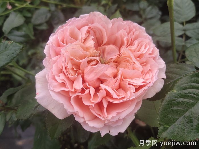 10種經典月季花，藏在陽臺上的美好(圖2)