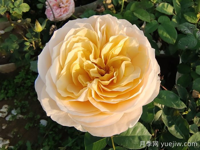 10種經典月季花，藏在陽臺上的美好(圖3)