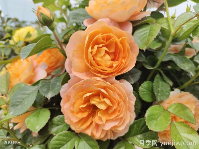 高溫天氣養(yǎng)護月季全攻略(圖1)