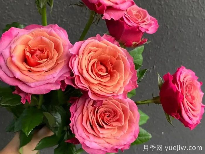 麥芽月季(圖2)
