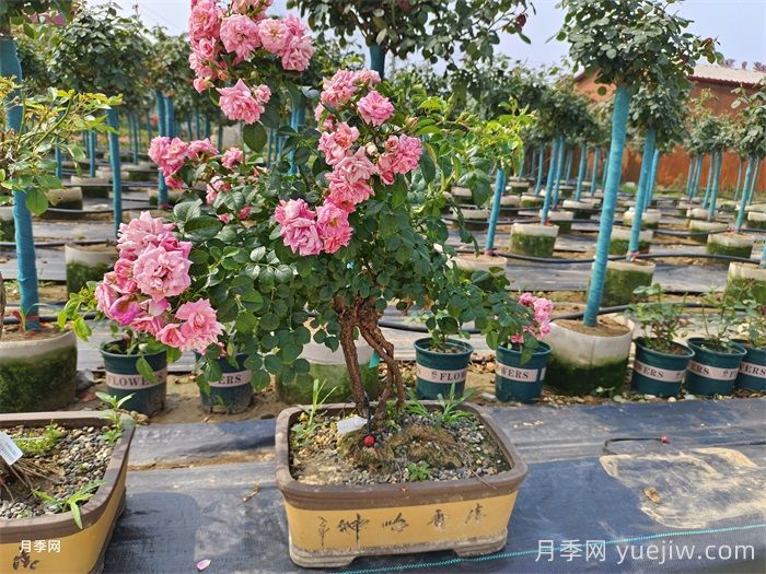 盆景月季萎蔫的7個原因及補救措施(圖1)