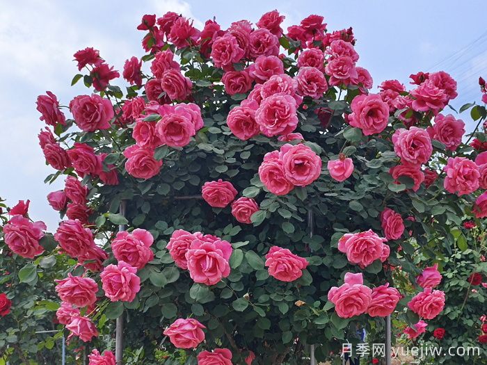 好看且花量大的樹狀月季，適合庭院種植(圖1)