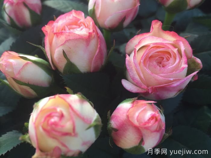 永遠(yuǎn)的哈瓦那月季(圖1)
