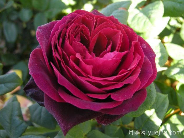 哪個月季品種更黑？黑巴克、黑魔術(shù)誰更好養(yǎng)？(圖4)
