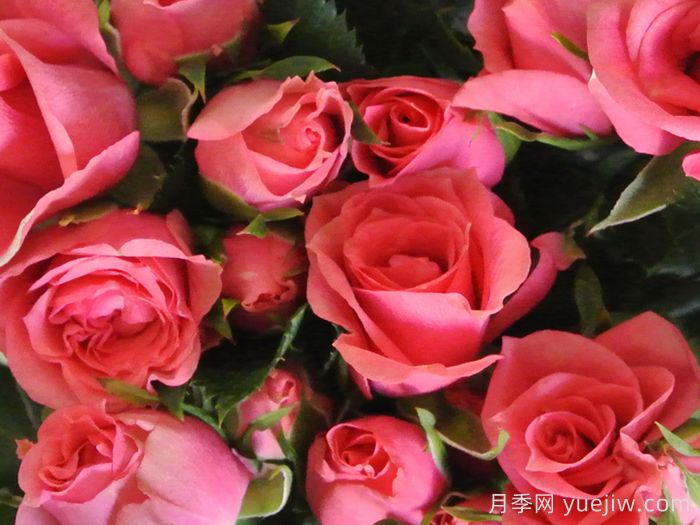 永遠(yuǎn)的粉色莫斯科月季(圖1)