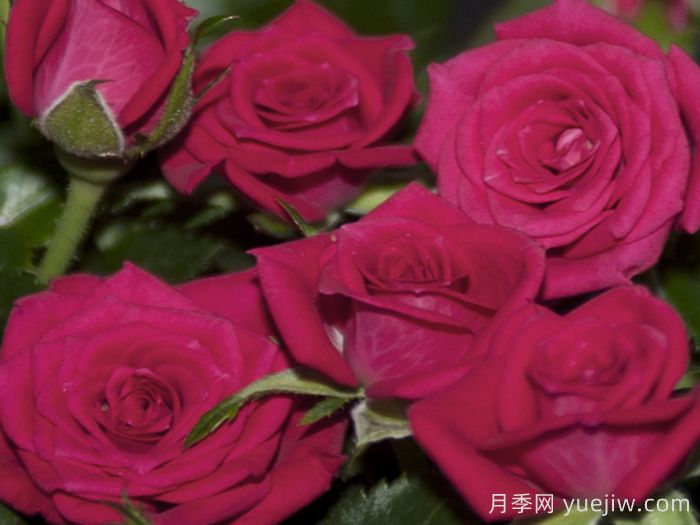 永遠(yuǎn)的麗娃月季(圖1)
