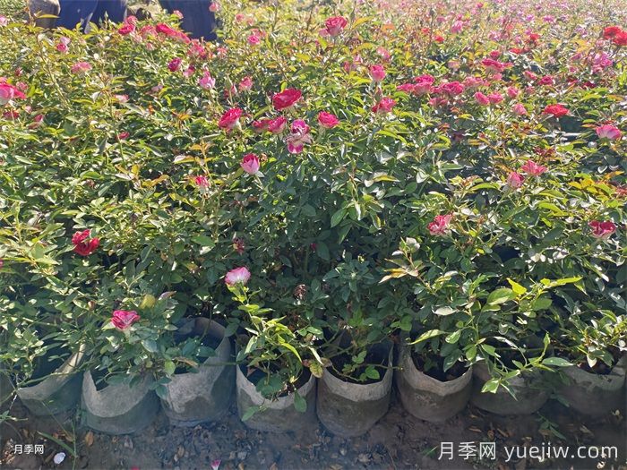  月季秋天可以移栽嗎？(圖2)