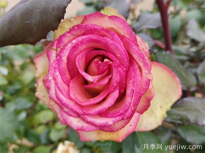 夢(mèng)露月季養(yǎng)殖方法和注意事項(xiàng)(圖1)