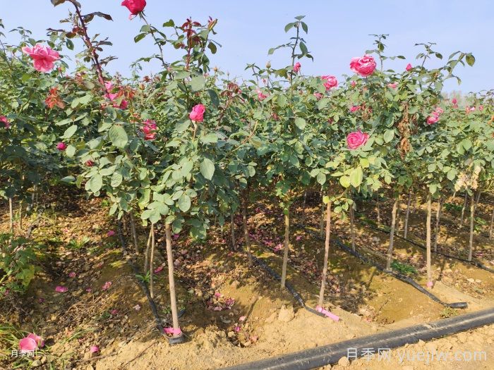 月季能開(kāi)幾波秋花？秋剪時(shí)間來(lái)決定(圖1)