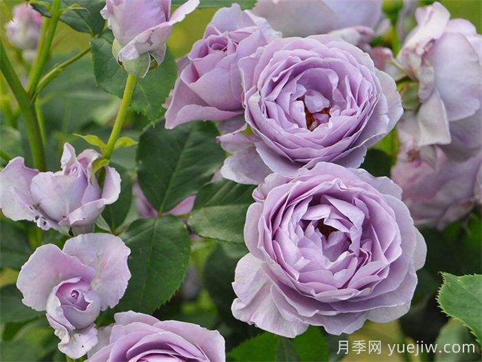 月季坑5年，放棄7款月季，越養(yǎng)越累(圖3)