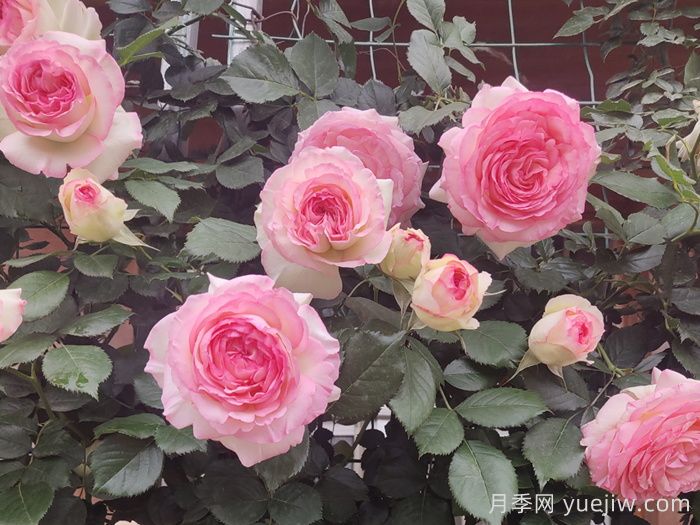 月季坑5年，放棄7款月季，越養(yǎng)越累(圖4)