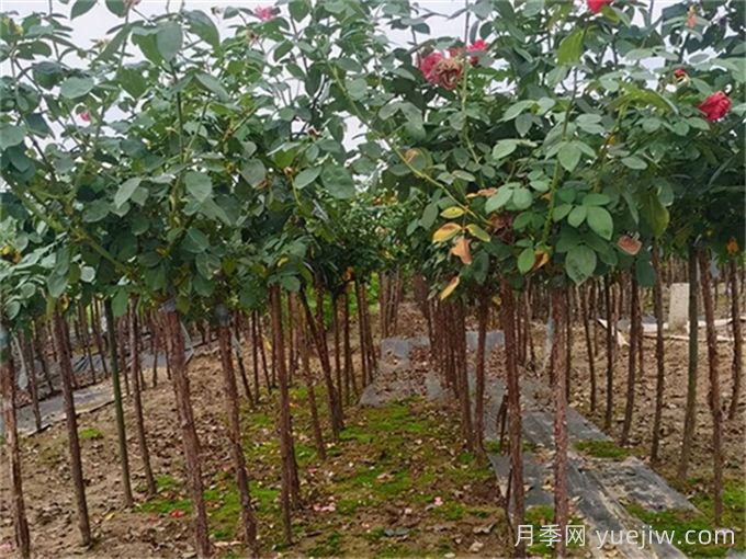 樹(shù)狀月季移栽***佳時(shí)間是什么時(shí)候？(圖2)