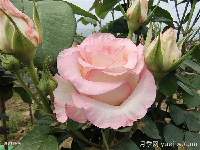 送了這么多年的玫瑰，竟然全是月季？(圖1)