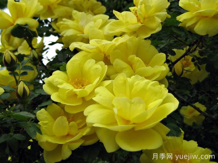 德克薩斯的黃月季/哈里森的黃色(圖2)