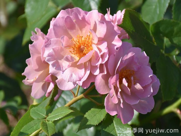 薰衣草匹諾曹月季(圖1)