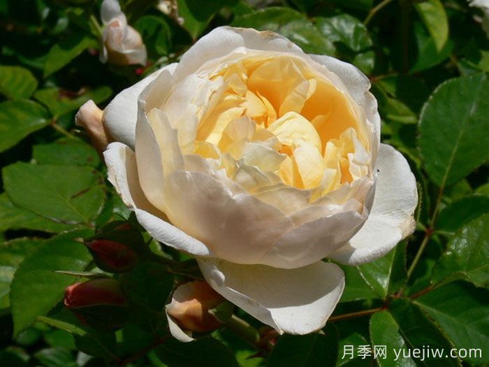 珍妮奧斯汀月季/杰恩奧斯汀(圖3)