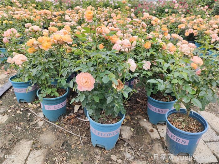 家庭盆栽月季用什么基質(zhì)能葉茂爆花？(圖1)