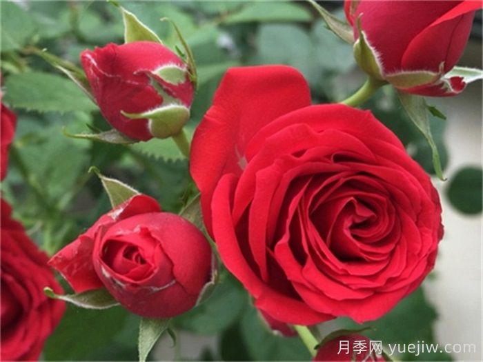 推薦五個陽臺盆栽月季，每個都是精選的(圖4)