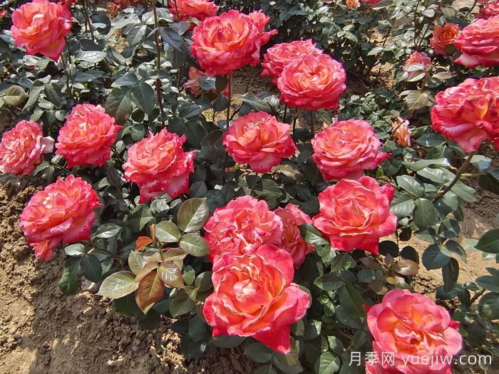 秋天做到這4點(diǎn)，大花月季開爆花(圖1)