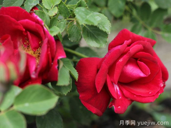 卡斯博特格蘭特月季/卡格蘭特(圖2)