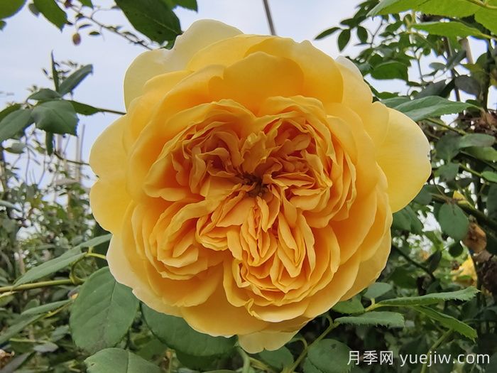 黃金慶典月季介紹及優(yōu)缺點(圖1)
