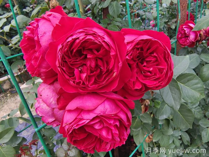 紅色龍沙寶石月季介紹和優(yōu)缺點(圖1)