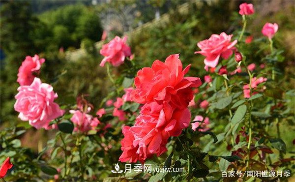 花瓣少的低維護(hù)月季到底有哪些優(yōu)點(diǎn)？(圖1)