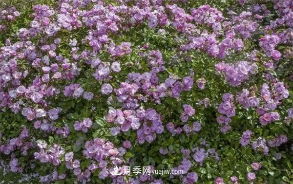 花瓣少的低維護(hù)月季到底有哪些優(yōu)點(diǎn)？(圖6)