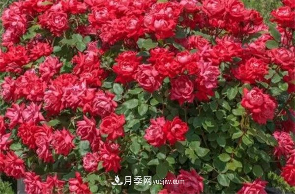 花瓣少的低維護(hù)月季到底有哪些優(yōu)點(diǎn)？(圖3)