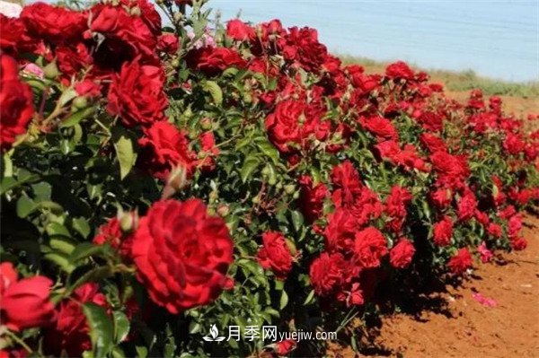 花瓣少的低維護(hù)月季到底有哪些優(yōu)點(diǎn)？(圖2)