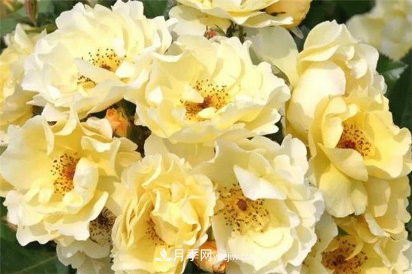 花瓣少的低維護(hù)月季到底有哪些優(yōu)點(diǎn)？(圖5)