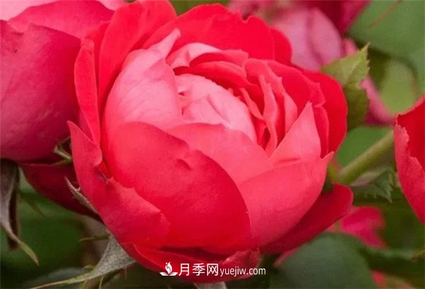 花瓣少的低維護(hù)月季到底有哪些優(yōu)點(diǎn)？(圖4)