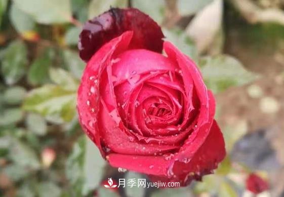 寒冬冰封時(shí) 猶有抱枝香 南陽(yáng)月季何以花開四季？(圖1)
