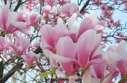 開封：玉蘭花開，燦爛綻放(圖1)