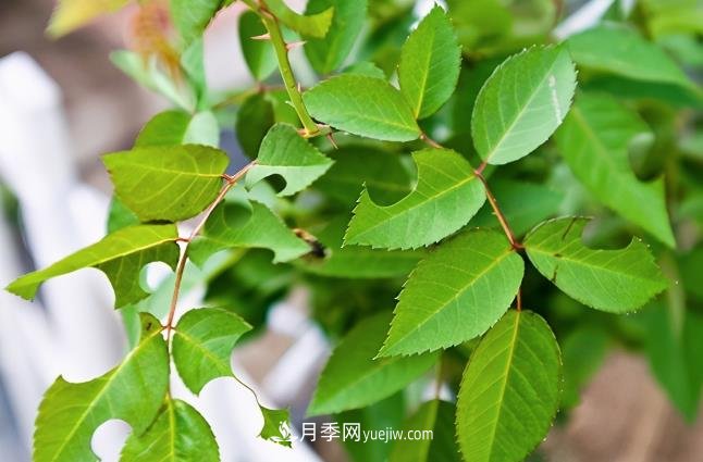 月季遇上切葉蜂，切葉蜂的習(xí)性和防治(圖1)